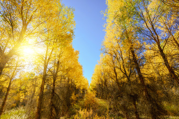 Inner Mongolia, China Populus euphratica