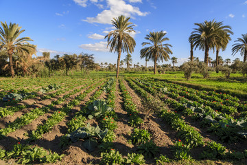 Palm trees in the farm