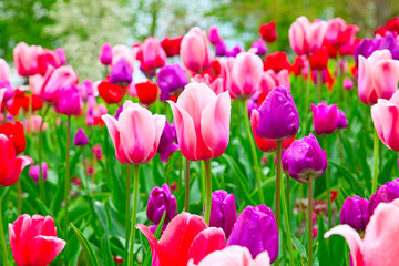 Obraz premium Tulips