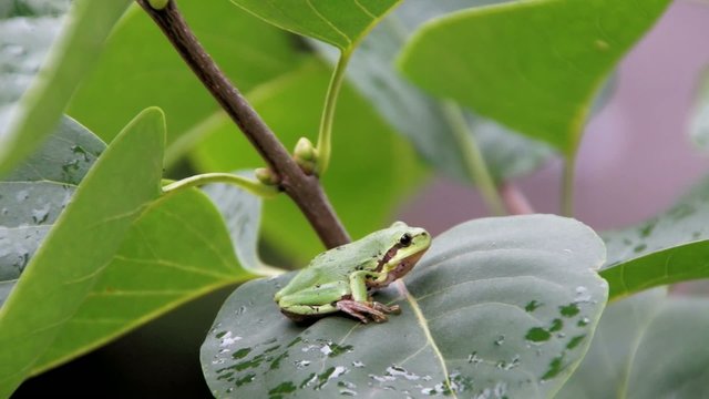 Laubfrosch auf Fliederblatt