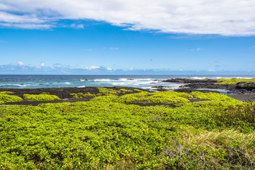 Fototapeta na wymiar Succulents on the Black Sand Beach, Hawaii