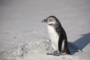 African Penguin - baby
