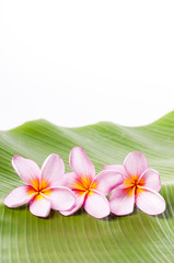Pink Frangipani Flowers