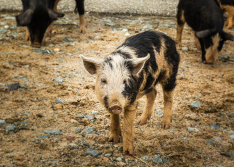 Piglets at roadside in central Corsica