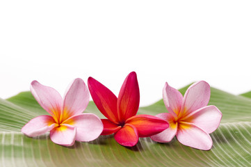 Pink and Red Frangipani Flowers
