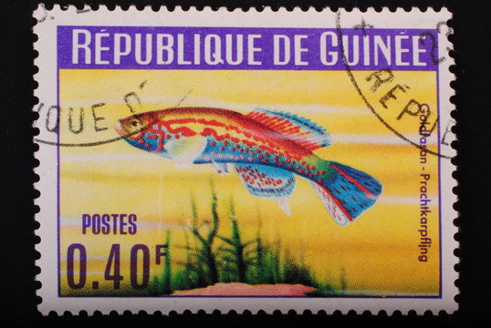 Guinea Postage stamp 1964 image of  fish Splendor Karpf Ling