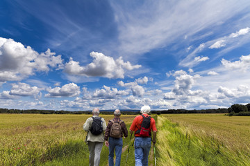 Wanderer durchs Kornfeld
