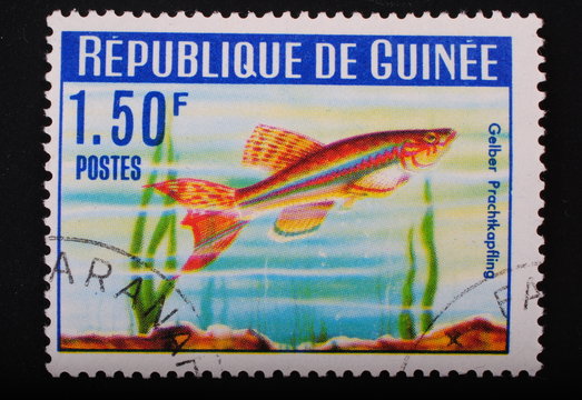 Guinea Postage stamp aquarian fish on green algae background