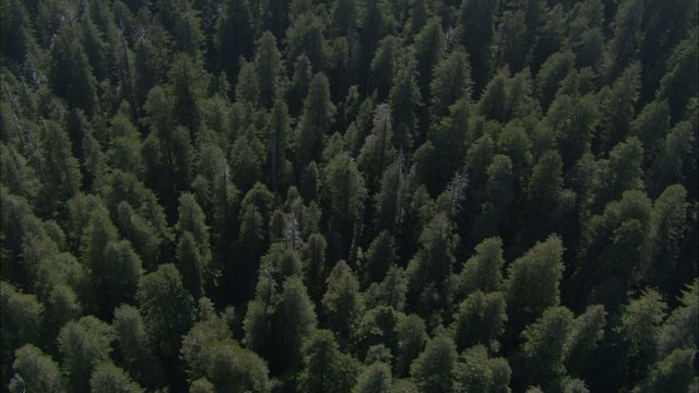 Forrest Treetop