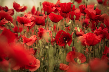 Spring Poppy Flowers