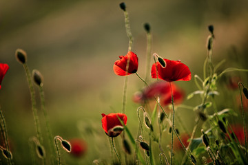 Naklejka premium Spring Poppy Flowers