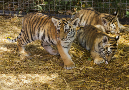 The tiger cubs in the nursery