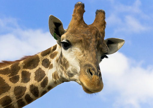 Portrait of a giraffe on the background of blue sky.