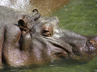 Head of a resting hippo