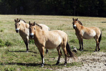 Obraz na płótnie Canvas Rare horse breed