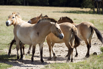 Przewalski's (rare horse breed)