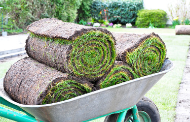Rollrasen