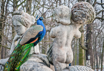 Obraz premium peacock in Lazienki Park (Baths Park or Royal Baths) in Warsaw