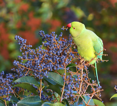 pappagallino che mangia frutta nella foresta