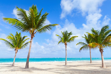 Fototapeta na wymiar Palm trees grow on empty beach with white sand