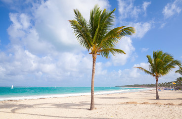Palm trees on empty beach with white sand