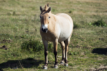 Naklejka na ściany i meble Przewalski's (rare horse breed)