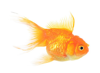 Golden fish isolate on white background