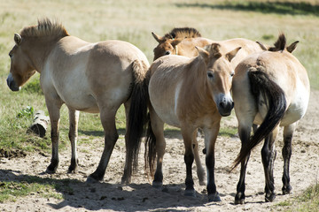 Przewalski's (rare horse breed)