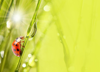 Fresh dewy grass and little ladybug, natural background.