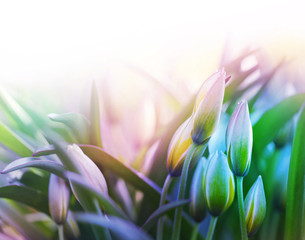 flower bud in green grass