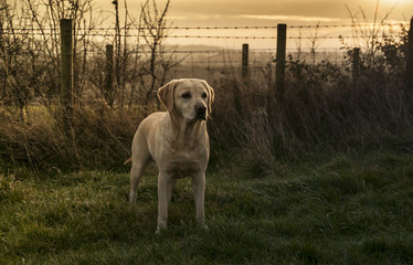 working dog