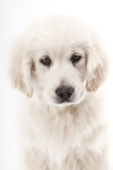 Golden Retriever puppy, 2 months old