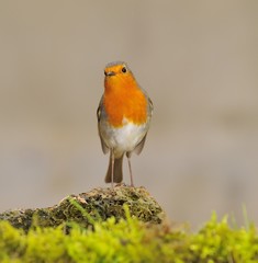 Robin, erithacus rubecula