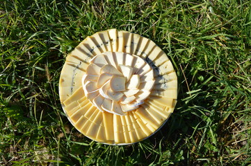 Obraz premium Assiette de fromage dans l'herbe