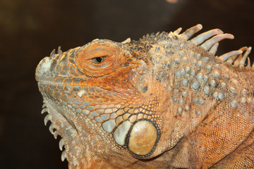 Iguana head