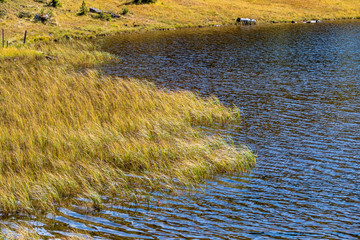 Schilf am Ufer eines Sees