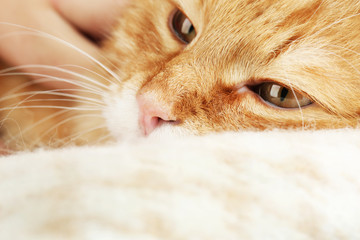 Red cat on warm plaid background