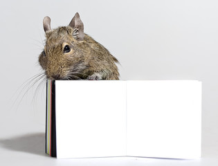 degu pet with blank poster in paws