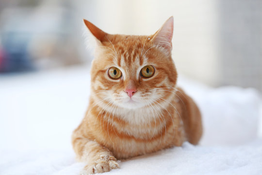 Beautiful ginger cat on snow background