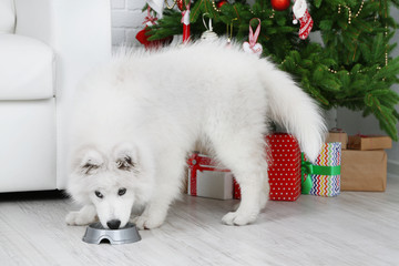 Samoyed dog with metal bowl in room with Christmas tree and