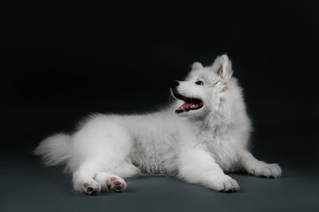 Lovable Samoyed dog on dark background