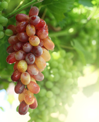 rose and green grapes with leaf