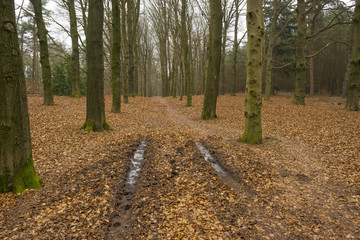Fototapeta premium Frozen tracks in a beech forest in winter