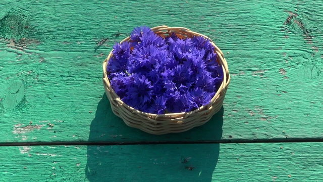 fresh medical cornflower blossoms in basket
