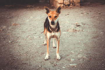 Lonely yard dog with sad and clever eyes