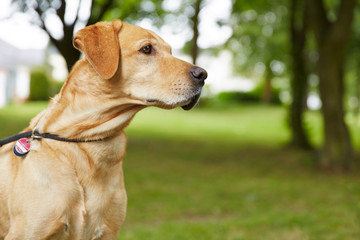 Labrador Retriever im Garten