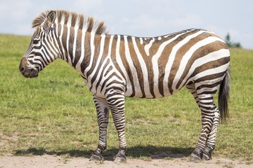 Zebra