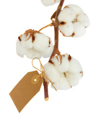 Cotton plant over white background