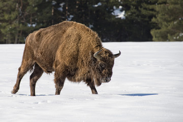 european bison on snow