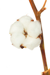 Cotton plant over white background
